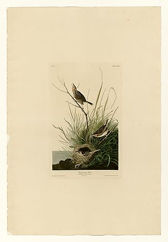 Saltmarsh Sharp-tailed Sparrow