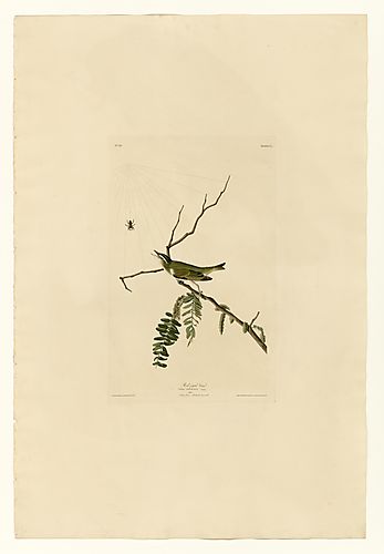 Red-eyed Vireo