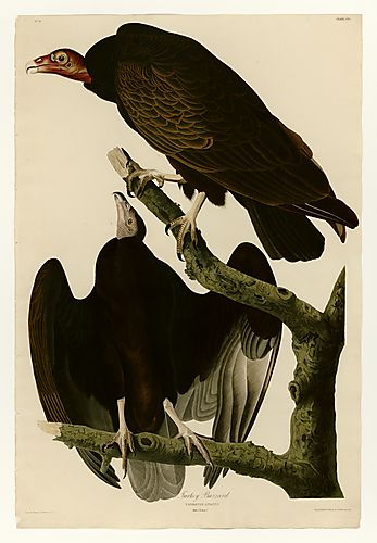 Turkey Vulture