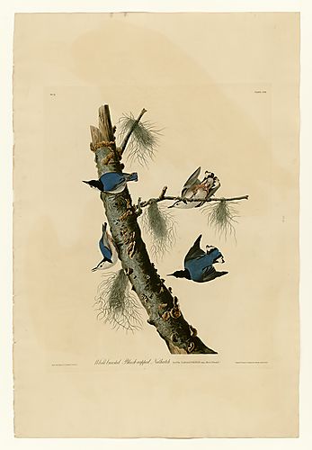 White-breasted Nuthatch