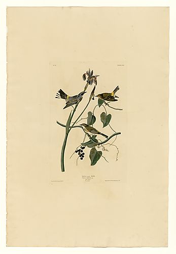 Yellow-rumped Warbler, Audubon's Warbler, or Myrtle Warbler