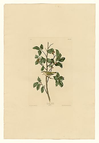 Tennessee Warbler