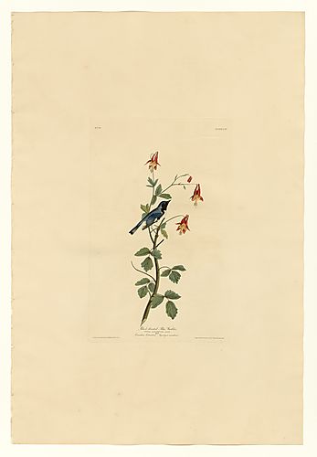 Black-throated Blue Warbler