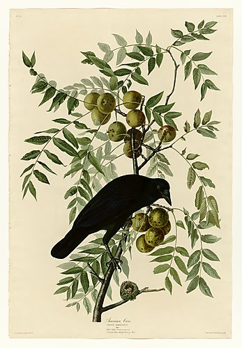 American Crow