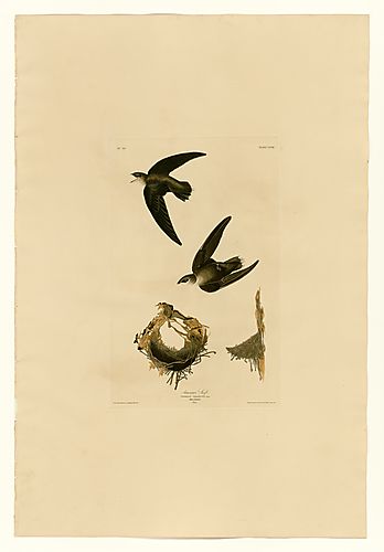 Chimney Swift