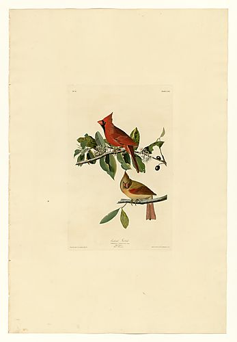 Northern Cardinal