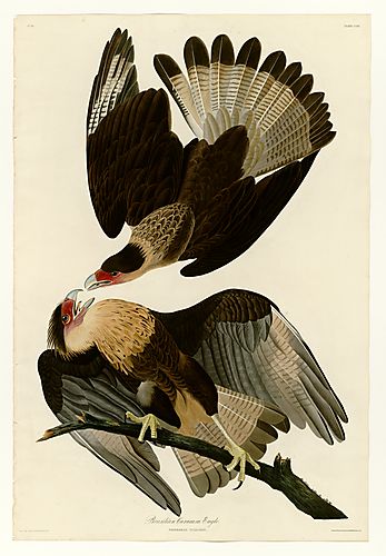 Crested Caracara