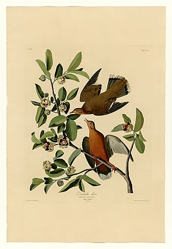 Zenaida Dove