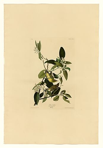Palm Warbler