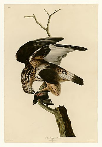 Rough-legged Hawk
