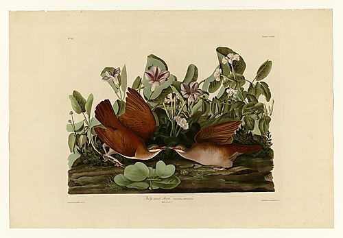 Key West Quail-Dove