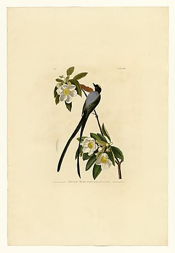 Fork-tailed Flycatcher