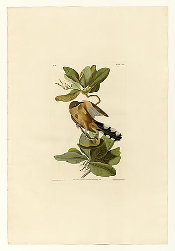 Mangrove Cuckoo
