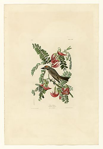 Gray Kingbird