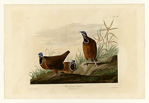 Blue-headed Quail-Dove