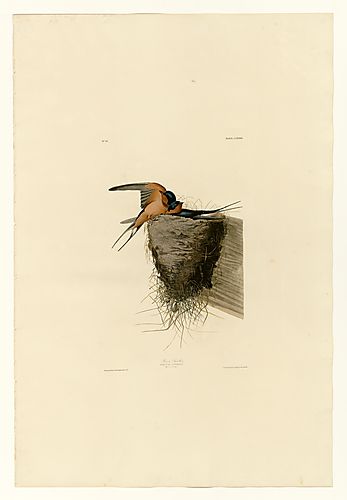 Barn Swallow