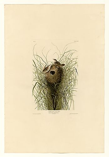 Sedge Wren