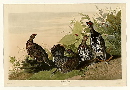 Spruce Grouse