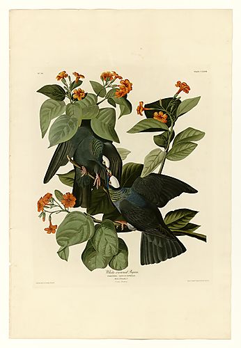 White-crowned Pigeon