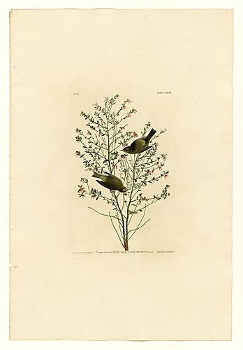 Orange-crowned Warbler