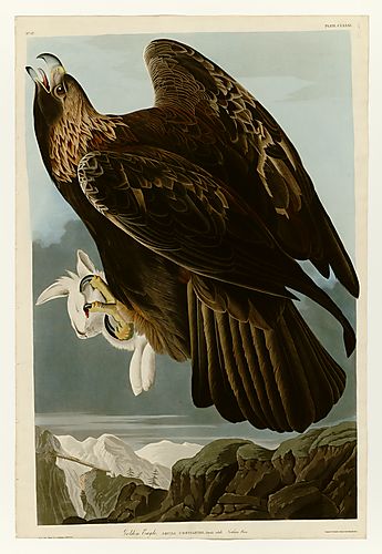 Golden Eagle