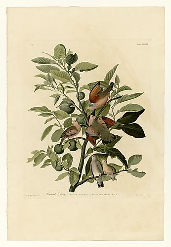 Common Ground Dove
