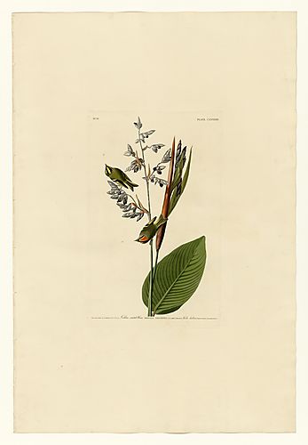 Golden-crowned Kinglet