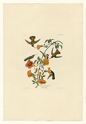 Black-throated Mango