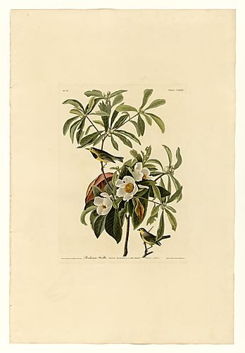 Bachman's Warbler