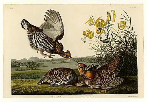 Greater Prairie-Chicken