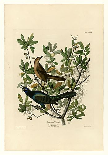 Boat-tailed Grackle