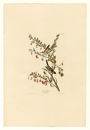 American Tree Sparrow