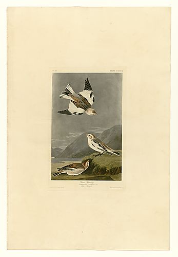 Snow Bunting