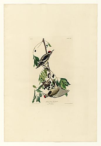 Yellow-bellied Sapsucker