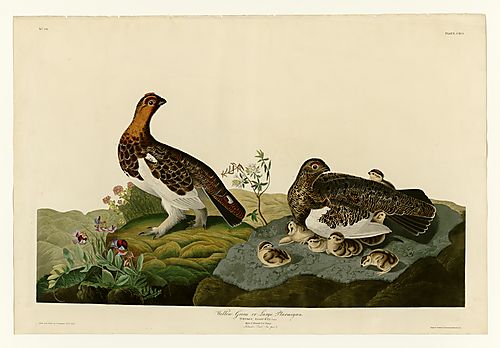 Willow Grous or Large Ptarmigan
