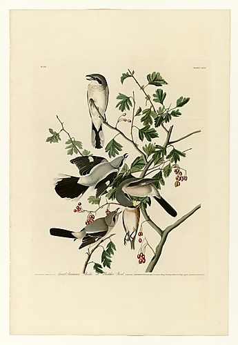 Northern Shrike