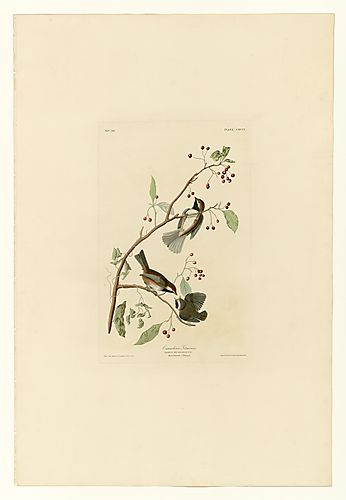 Boreal Chickadee