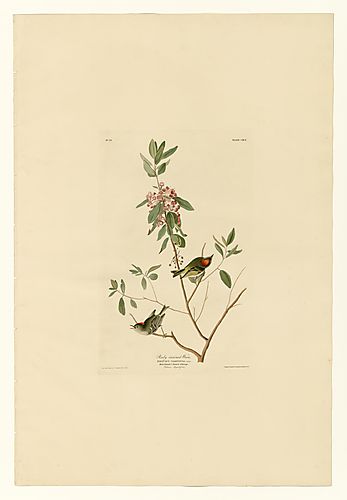 Ruby-crowned Kinglet