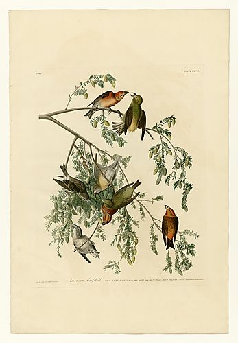 Red Crossbill