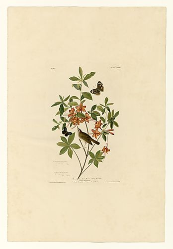Swainson's Warbler