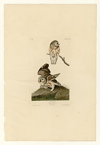 Northern Saw-whet Owl