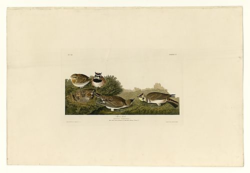 Horned Lark
