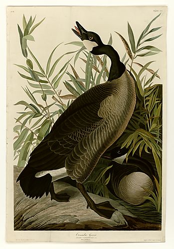 Canada Goose