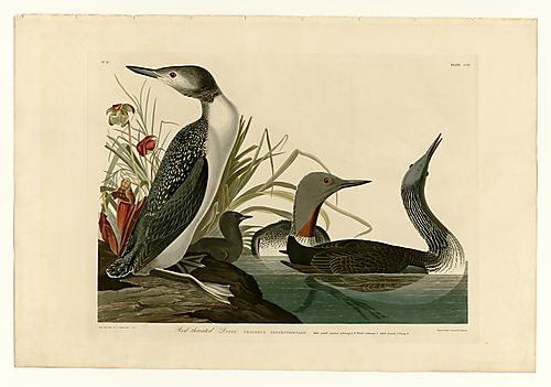 Red-throated Loon