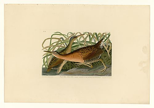 King Rail