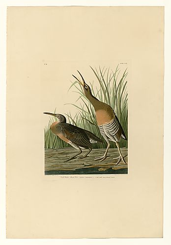 Clapper Rail