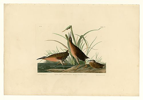 Virginia Rail