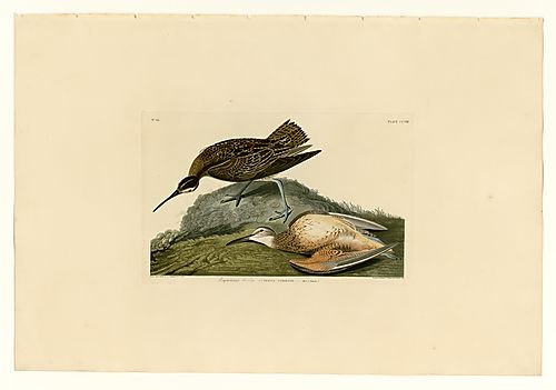 Eskimo Curlew