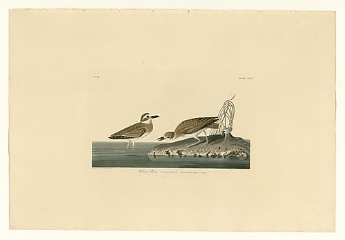 Wilson's Plover