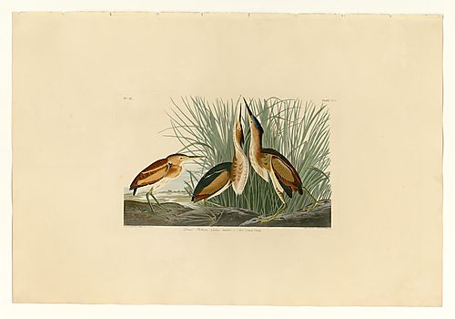 Least Bittern